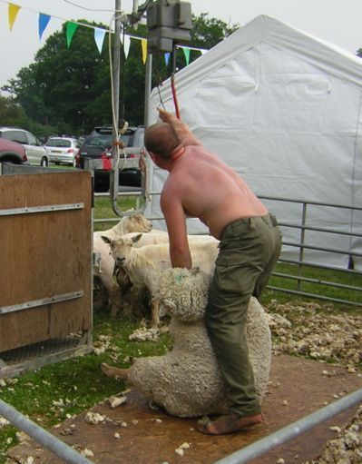Man starting to shear sheep