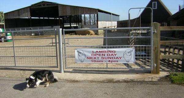 Poster farm yard and dog