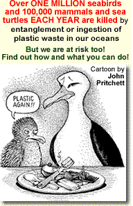 albatros + chick    food = plastic
