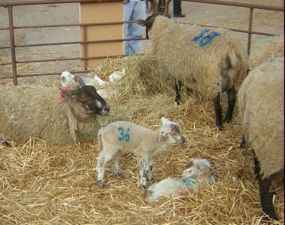 Lambs and sheep in pen