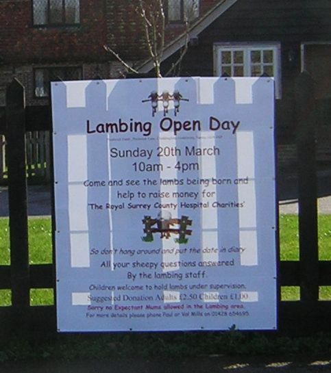 Poster for lambing day
