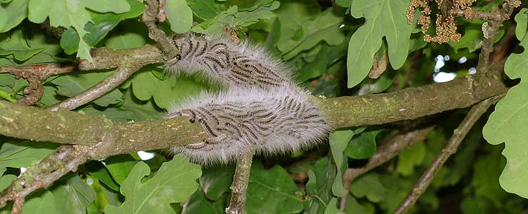 oak processionary moth