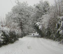 Lane trees snow