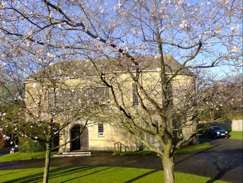 Cherry Tree in front of Church